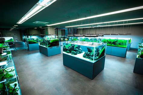 Nature Aquarium Starting from Zero .